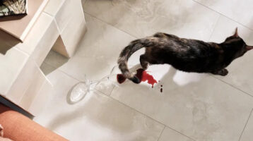 Coretec tile waterproof flooring.