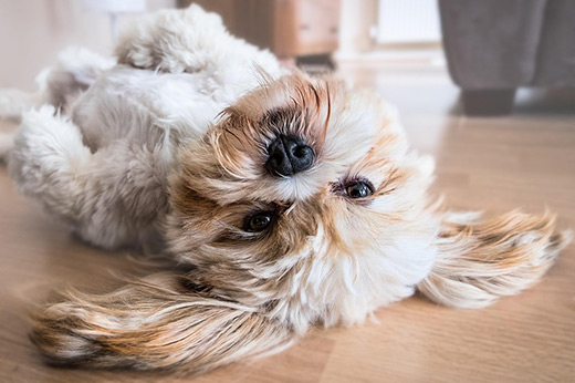 We are pet-friendly, you can bring your dog to the showroom.